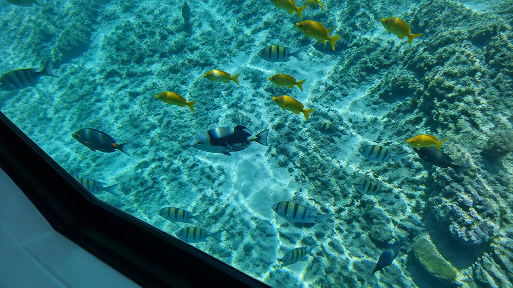 colorful reef fish sightings