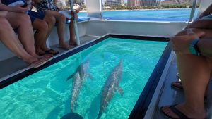 dolphins sighted on waikiki glass bottom
