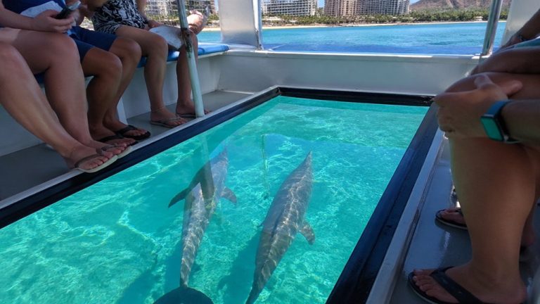 dolphins sighted on waikiki glass bottom