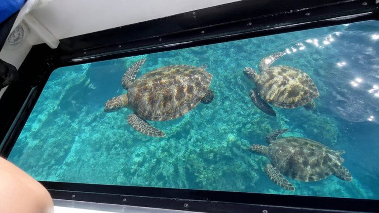 waikiki glass bottom boat turtles