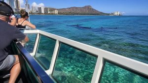waikiki glass bottom whale watching