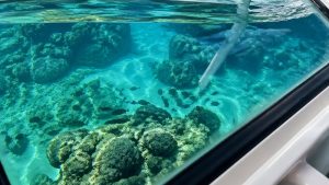 waikiki reefs via glass bottom